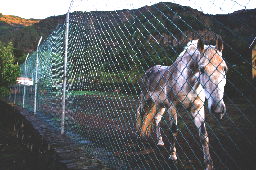 Woven Wire Fencing – Horse Farm Services