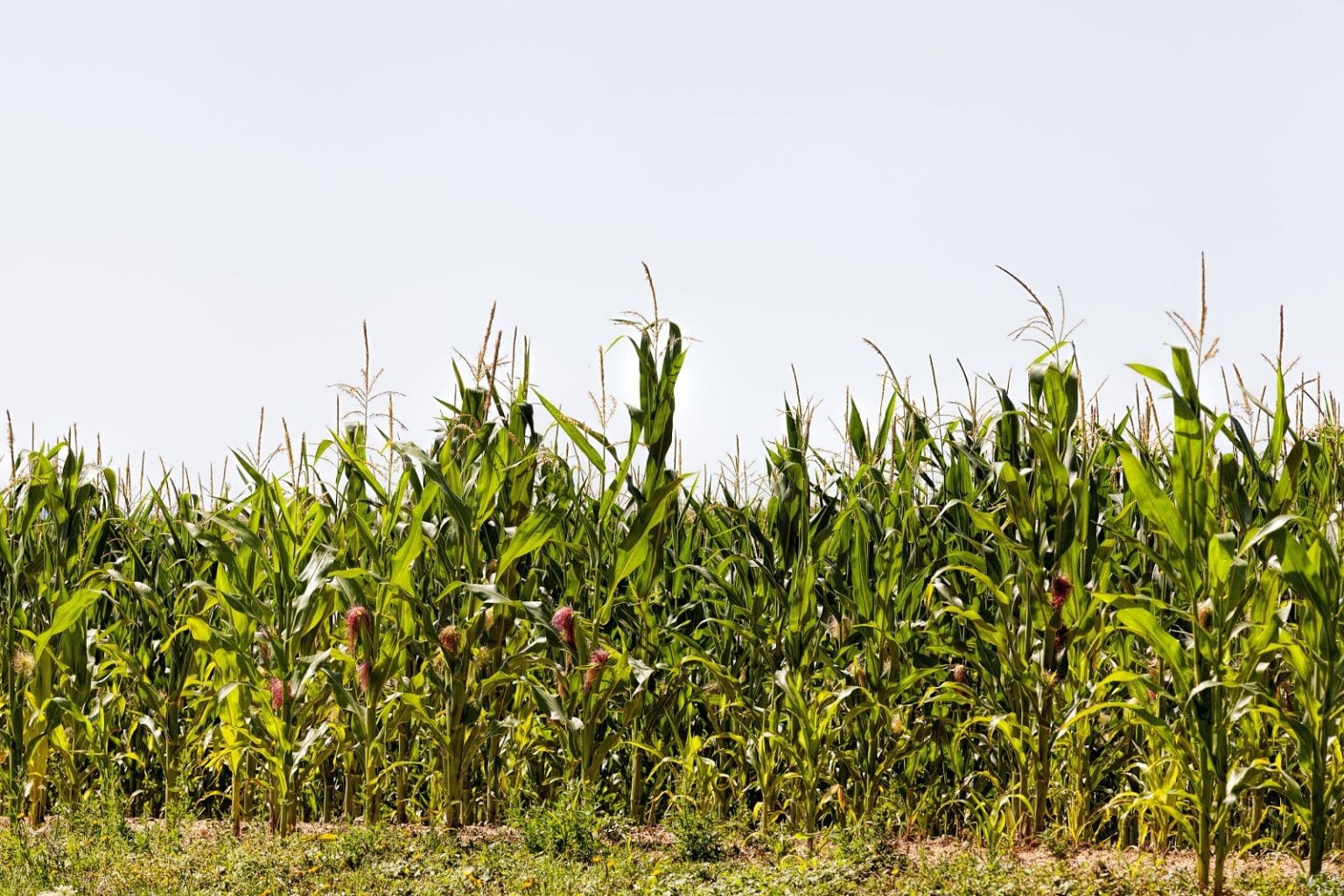 Preventing Agricultural Crop Damage With Agricultural Fencing 