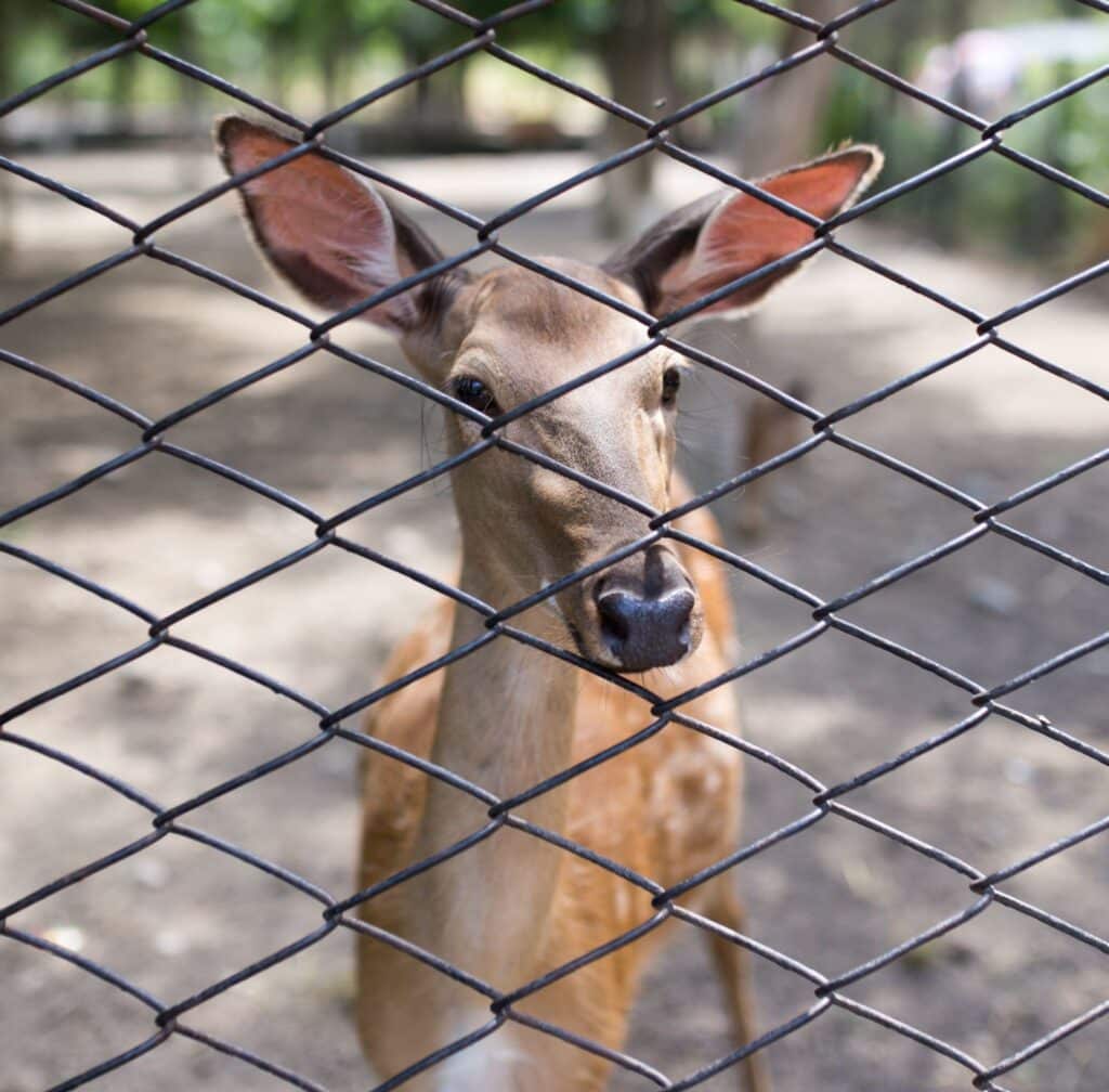 Best Fencing for Farm Animals